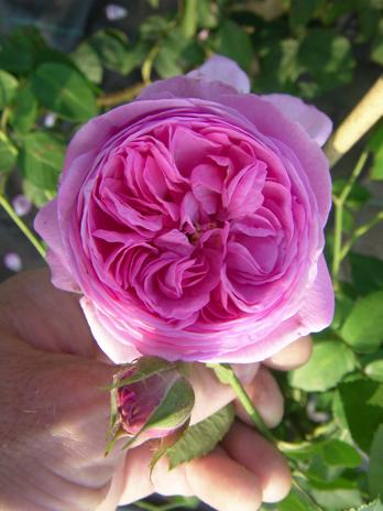 ‘Louise Odier’, Blüte
