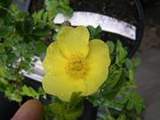 “Maija Hesperia”, Blüten