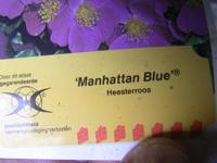 Sorten-Etikett von ‘Manhattan Blue’
