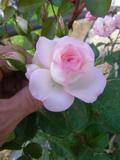 Blüte ‘Mini-Eden Rose’