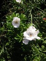 Blüten einer weißen Rugosa