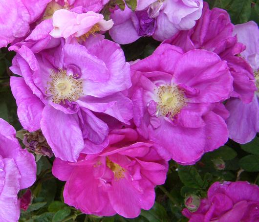 Rosa gallica ‘Officinalis’