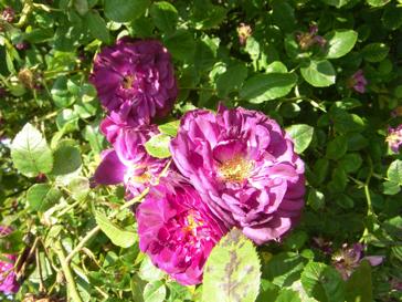 “Rosa gallica ‘Officinalis’ x Etoile de Hollande”