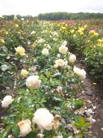 vermehrte Rosen in Blüte