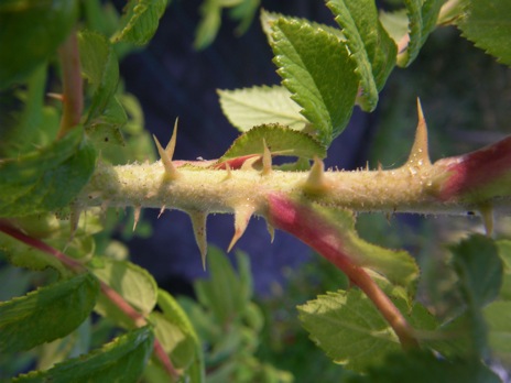 ‘Pohjolan Kunningata’