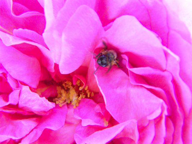 Biene krabbelt aus Blütenblättern hervor