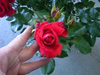 “Red Rain Miracle”, Blüten