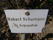 ‘Robert Schumann’