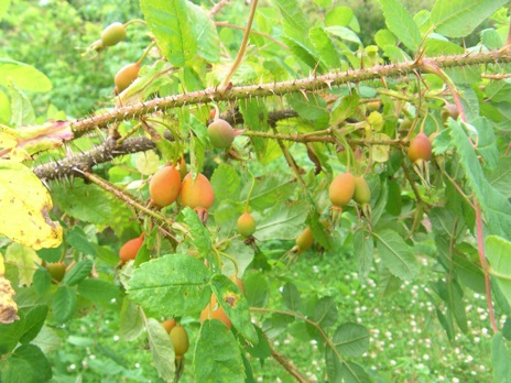 Rosa acicularis