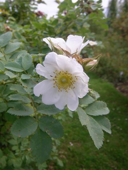 Rosa acicularis subsp. acicularis var. nipponensis