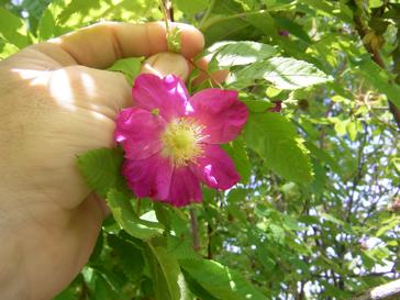 Rosa acicularis var. nipponensis