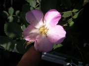 Rosa californica f. nana