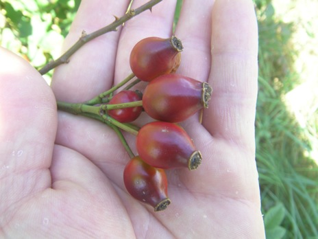 Rosa canina