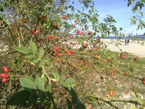 Rosa canina