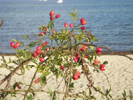 Rosa canina