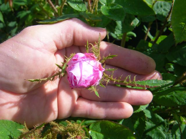 Rosa centifolia ‘Muscosa’