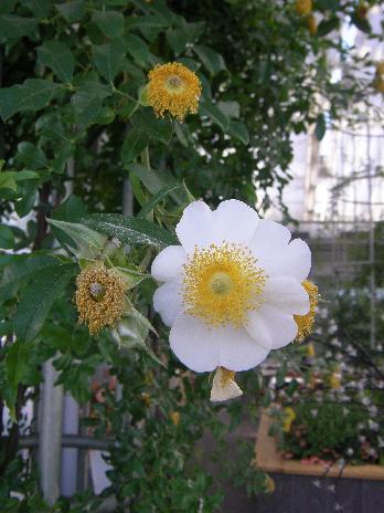 Rosa clinophylla THORY x Rosa bracteata WENDL