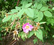 Rosa macrophylla ‘Glaucescens’