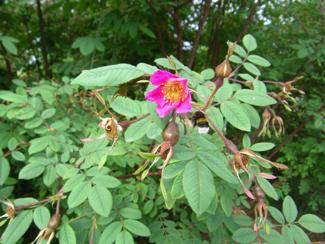 Rosa macrophylla ‘Glaucescens’