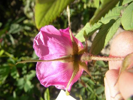 Rosa macrophylla glaucescens