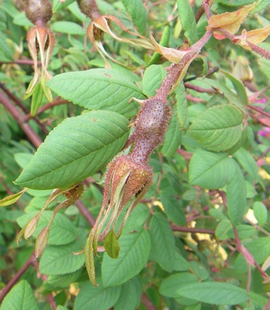 Rosa macrophylla glaucescens