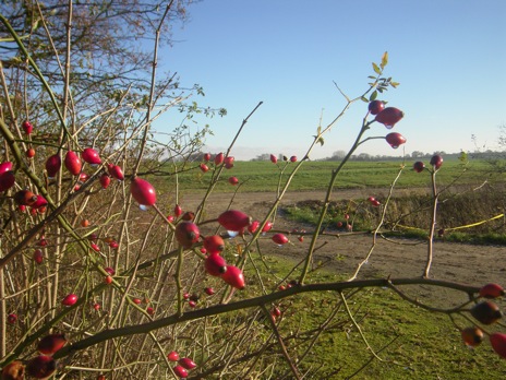 Rosa micrantha