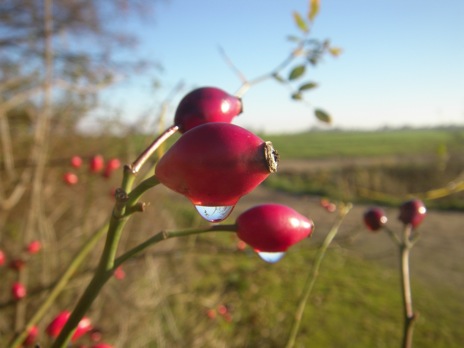 Rosa micrantha