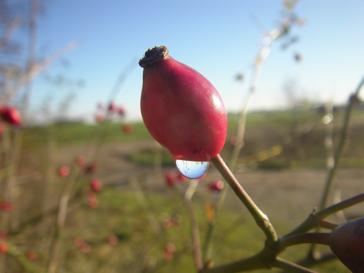 Rosa micrantha, Frucht