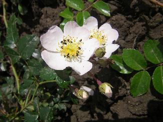 Rosa moschata x Rosa multiflora