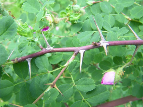 Rosa multibracteata