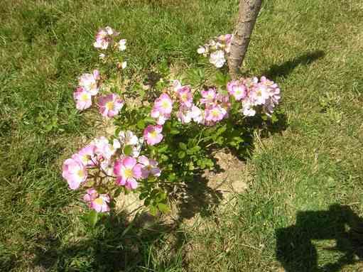 Rosa multiflora adenochaeta