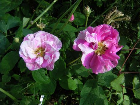 Rosa gallica versicolor
