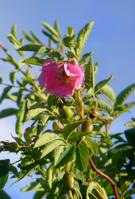 <em>Rosa pendulina</em> var. <em>heterophylla</em>, <em>Rosa pendulina</em>, “Alpenrose”