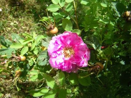 Rosa pendulina L. x R. sp.