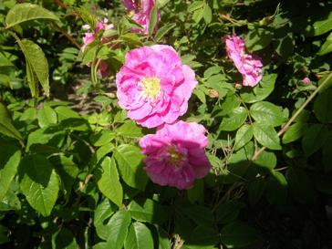 Rosa pendulina L. x R. sp.