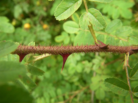 Rosa pteragonis Krause