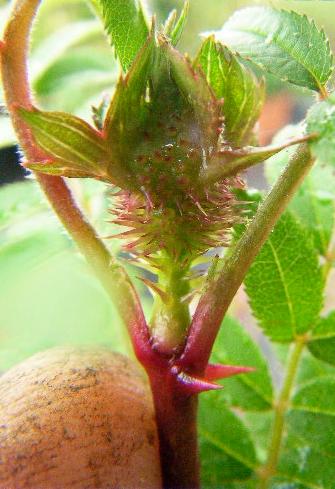Rosa roxburghii, Spätsommer, Fruchtbeginn