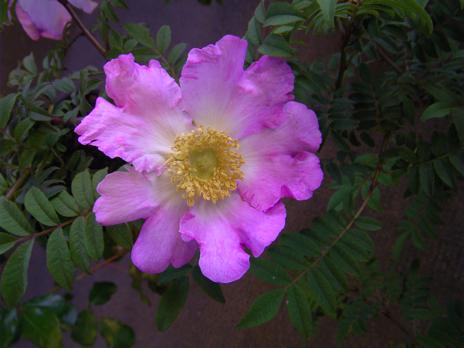 Rosa roxburghii normalis