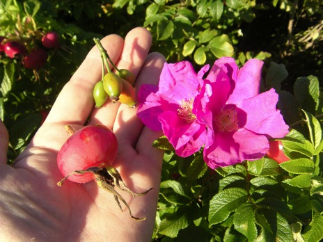 Rosa canina