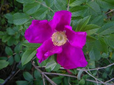 Rosa rugosa, pink-violette