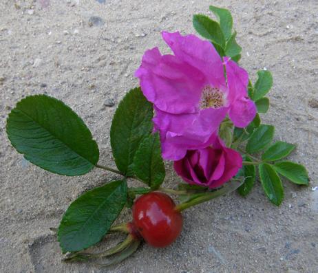 Rosa rugosa, Blüte, Laub, Frucht