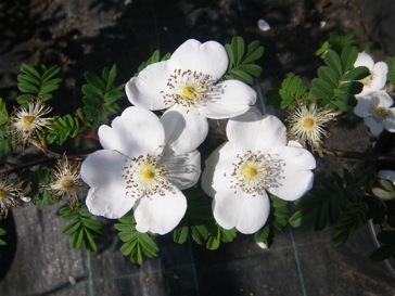 Rosa sericea