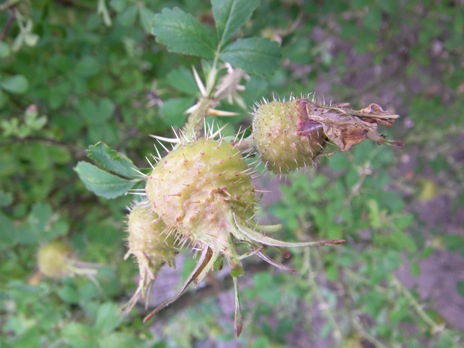 “Gooseberry Rose”