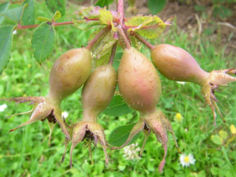 Rosa sweginzowii ‘Macrocarpa’