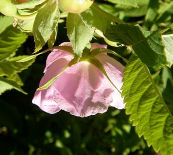 (Rosa villosa x pendulina ) var. gombensis
