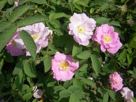 Rosa villosa L. x R. sp.