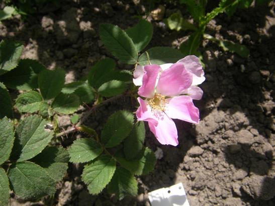 Rosa villosa x R. sp.
