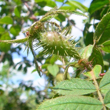 Rosa villosa x rubiginosa