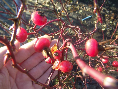 Rosa virginiana