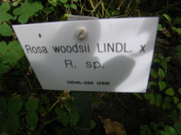 Rosa woodsii “Kulturform